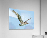 Pelican Cuban - 9 Acrylic Print