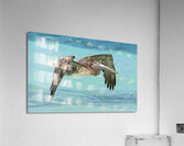 Pelican Cuban 11 Acrylic Print