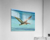 Pelican Cuban - 10 Acrylic Print