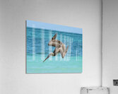Pelican Cuban 14 Acrylic Print