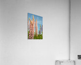 Colourful Lupins in bloom Acrylic Print