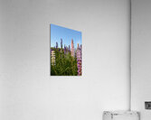 Colourful Lupins in Bloom 4 Acrylic Print