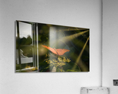 orange butterfly sunrays Acrylic Print