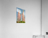 Colourful Lupins in Bloom 2 Acrylic Print