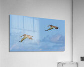 Two Cuban pelican in flight Acrylic Print