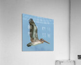 Pelican Cuban 15 Acrylic Print