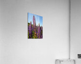 Colourful Lupins in Bloom 3 Acrylic Print