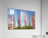 Colourful Lupins in Bloom 5 Acrylic Print