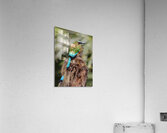 Mot Mot  Clock bird Acrylic Print