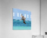 Pelican Cuban 6 Acrylic Print