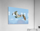 Pelican cuban - 8 Acrylic Print