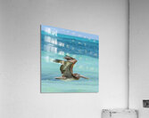 Pelican Cuban 7 Acrylic Print
