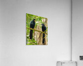 Two Yucatan Blue Jays Acrylic Print
