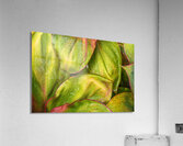 Wet Jungle Leaves closeup Acrylic Print