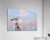 Seagull beautiful sky Acrylic Print