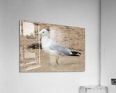 Seagull walking on beach sand Acrylic Print