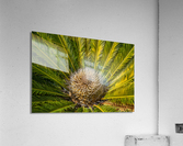 tropical plant center Acrylic Print