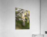 Small cuban bird branch 2 Acrylic Print