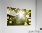 sun rays through leaves Acrylic Print