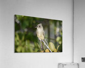 Small Cuban bird branch Acrylic Print
