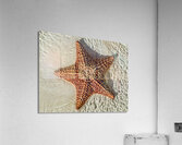 Giant Starfish on beach in ocean Acrylic Print