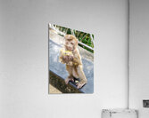 Baby Thai monkey banana Acrylic Print