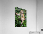 thai monkey 3 Acrylic Print