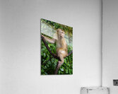 thai monkey 4 Acrylic Print