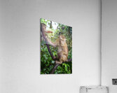 thai monkey 2 Acrylic Print