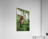 thai monkey 6 Acrylic Print