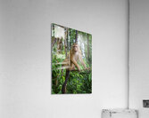 thai monkey 7 Acrylic Print