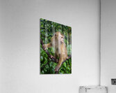 thai monkey 5 Acrylic Print