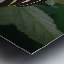 black and white butterfly Metal print