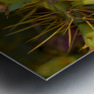 Cuban cactus flower bloom Metal print