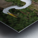 Great white Heron in Cuba Impression metal