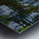 Pink flamingo in pond Metal print