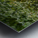 dominican black & white herring 2 Metal print