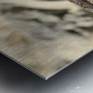 Cuban brown anole on branch Metal print