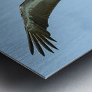 Pelican Cuban - 9 Metal print