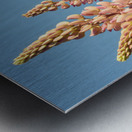 Colourful Lupins in bloom Metal print