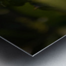 orange butterfly sunrays Metal print