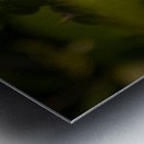 orange butterfly Metal print