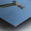 Two Cuban Pelicans in flight 2 Metal print