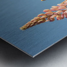 Colourful Lupins in Bloom 2 Metal print