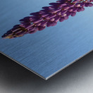 Colourful Lupins in Bloom 3 Metal print