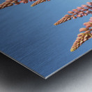 Colourful Lupins in Bloom 5 Metal print