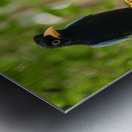 Two Yucatan Blue Jays Metal print