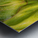 Wet Jungle Leaves closeup Metal print