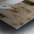 Seagull walking on beach sand Metal print