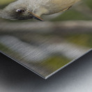 Small cuban bird branch 2 Metal print